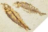 Limestone with Three Fossil Fish (Knightia) - Wyoming #345398-2